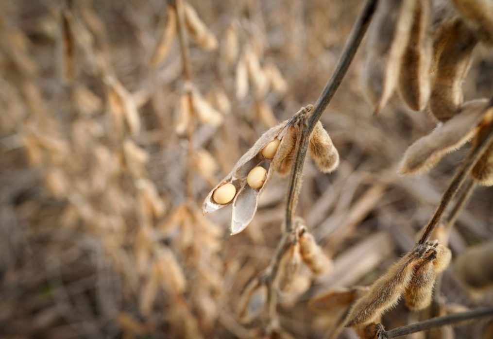 Soybean imports to China will increase this year