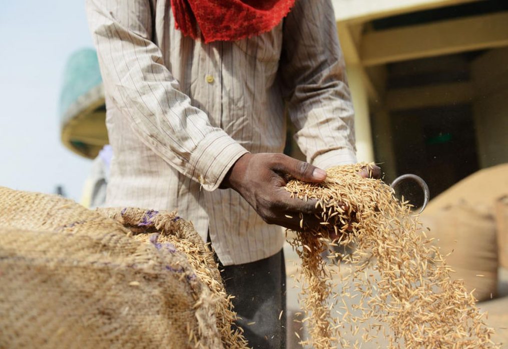 A good grain harvest is promised in India this season