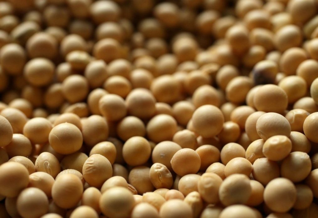 Brazil’s soybean production to increase: forecast from experts