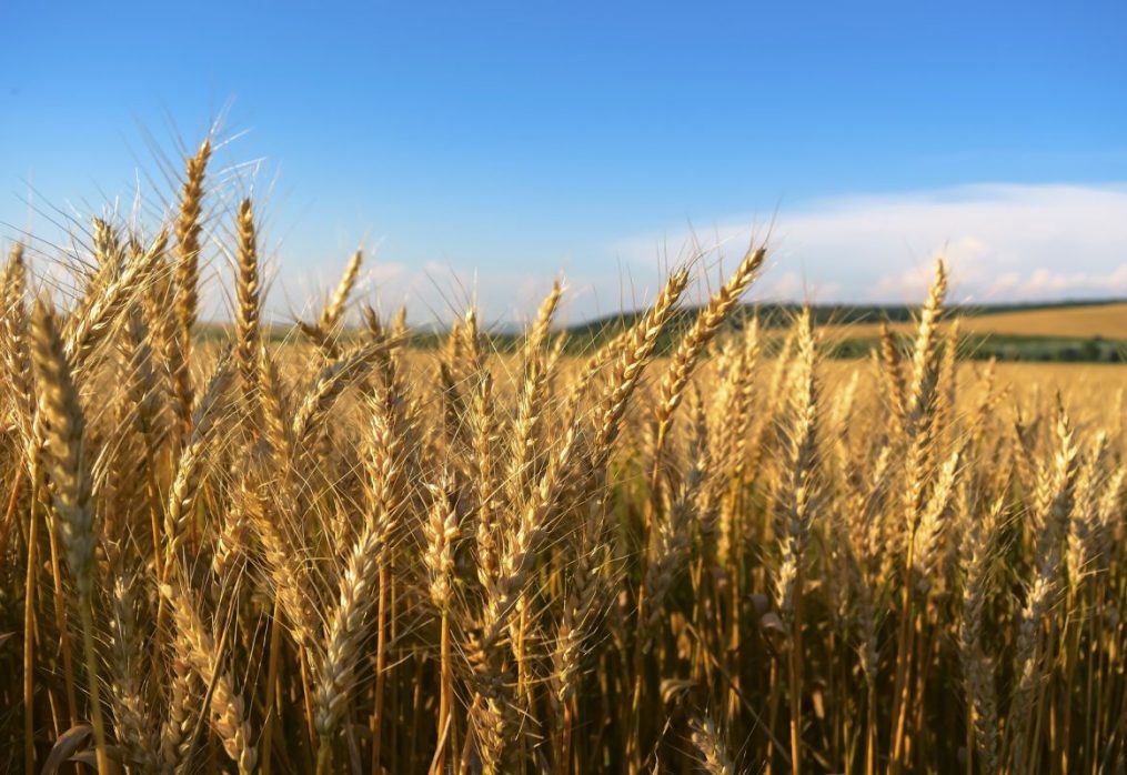 Grain production in the U.S. will reach 433 million tons: forecast from IGC