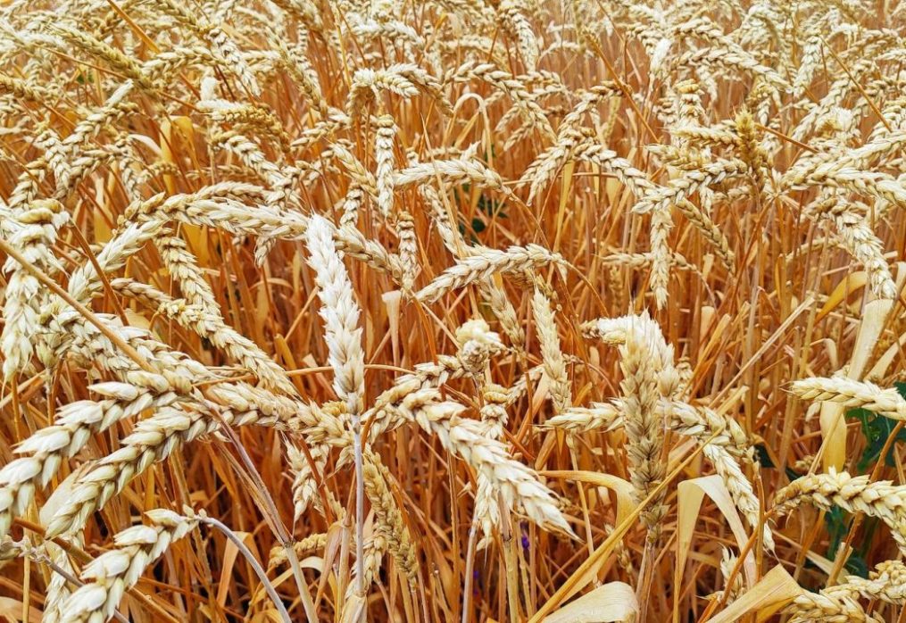 Australia’s wheat production to rise: report from the IGC