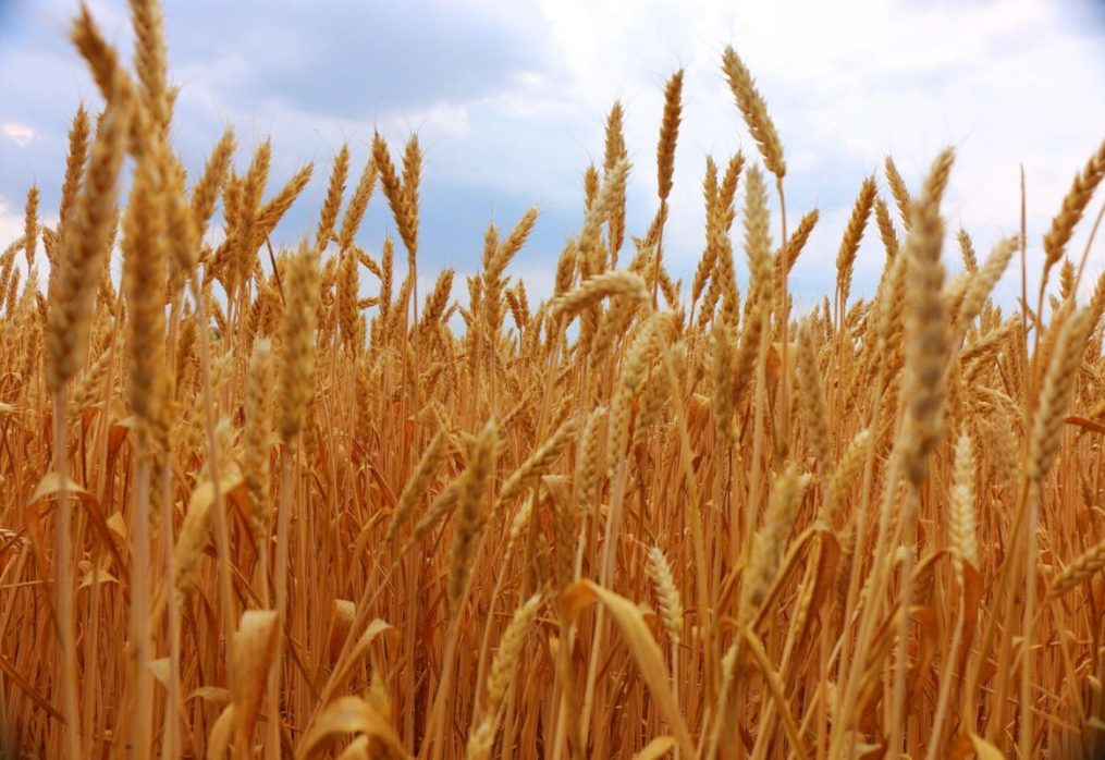 Wheat Production in China: Overview of the 2020/2021 segment