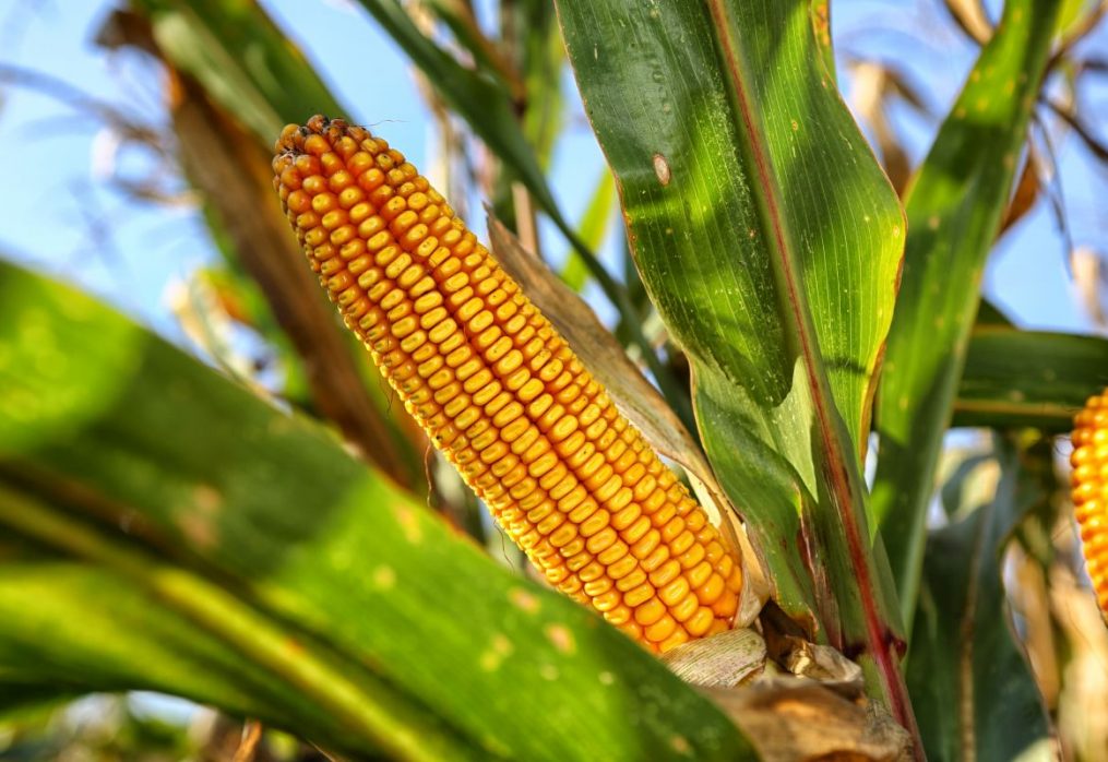 GM corn will now be imported into China