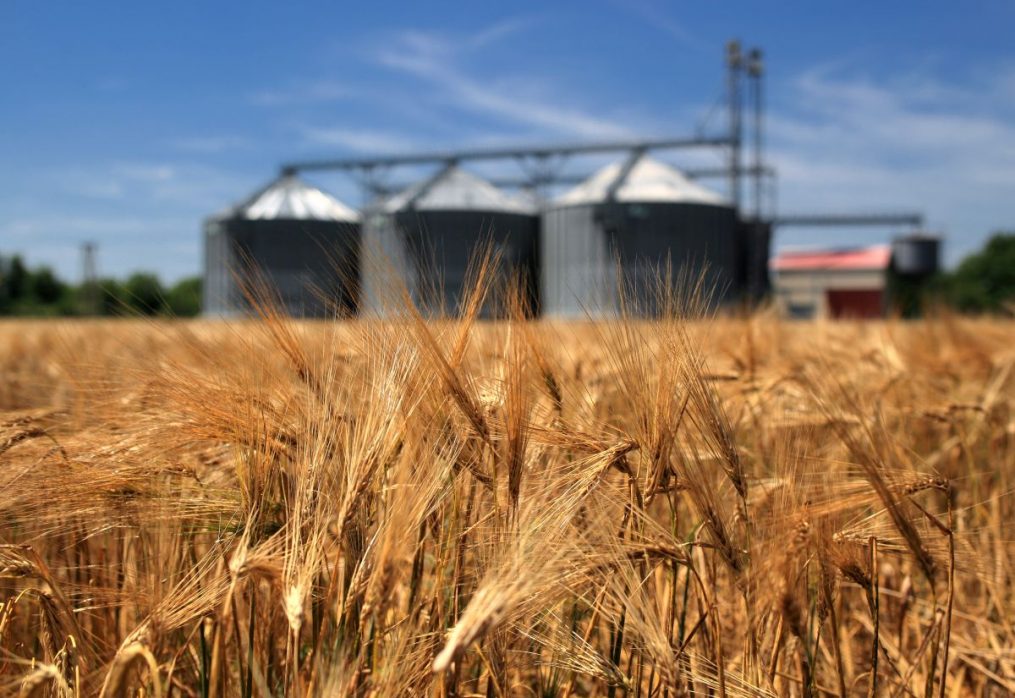 Grain stocks will fall this season: FAO forecast