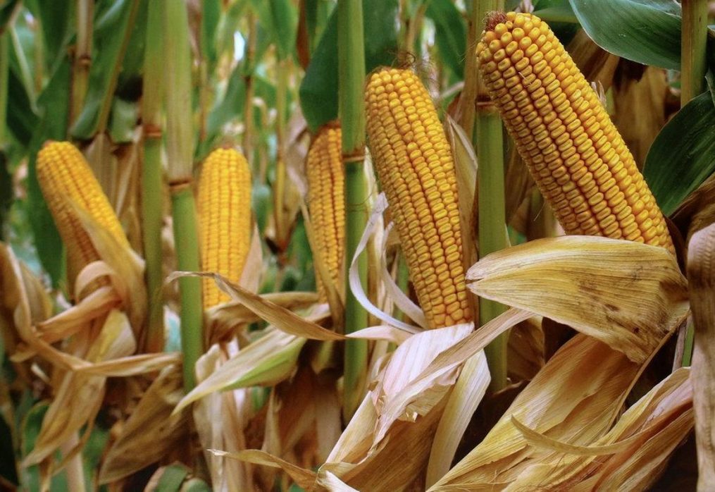 Maize consumption in South Africa in the 2021/2022 marketing year: forecast from IGC