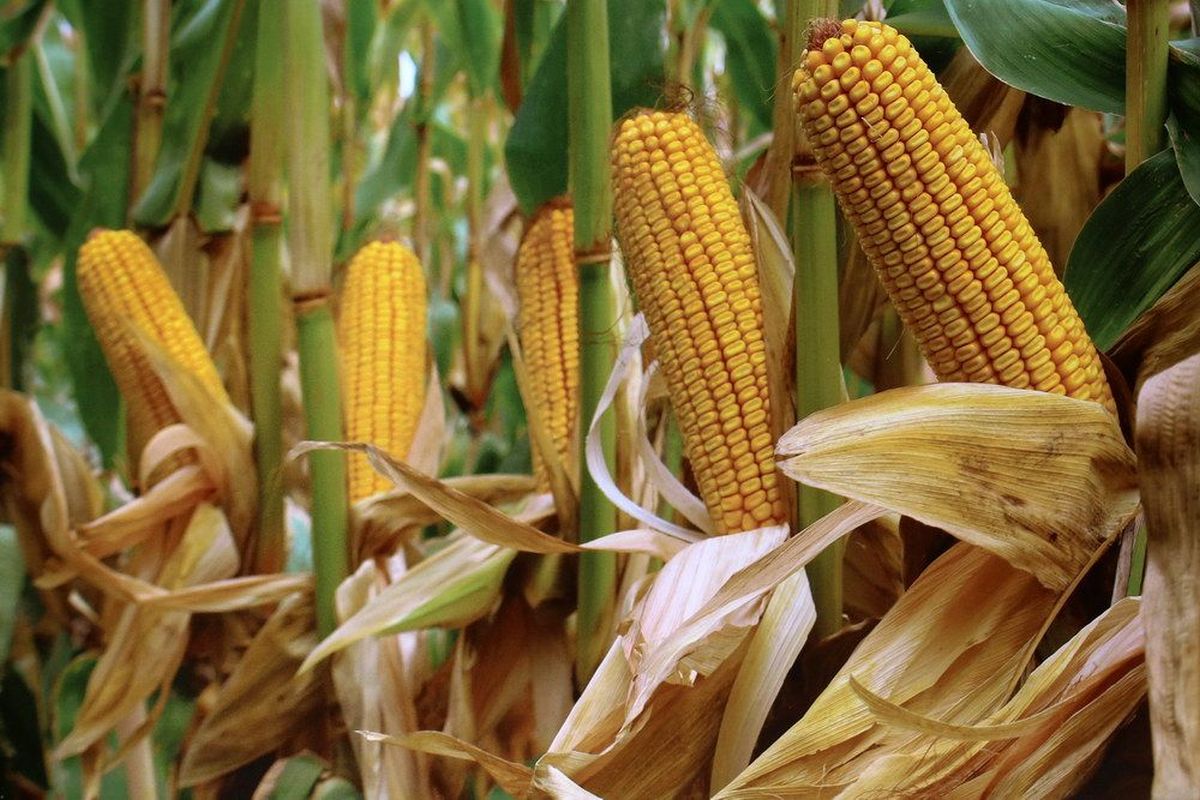 Maize Consumption In 2021 2022: Analysts' Forecast For South Africa