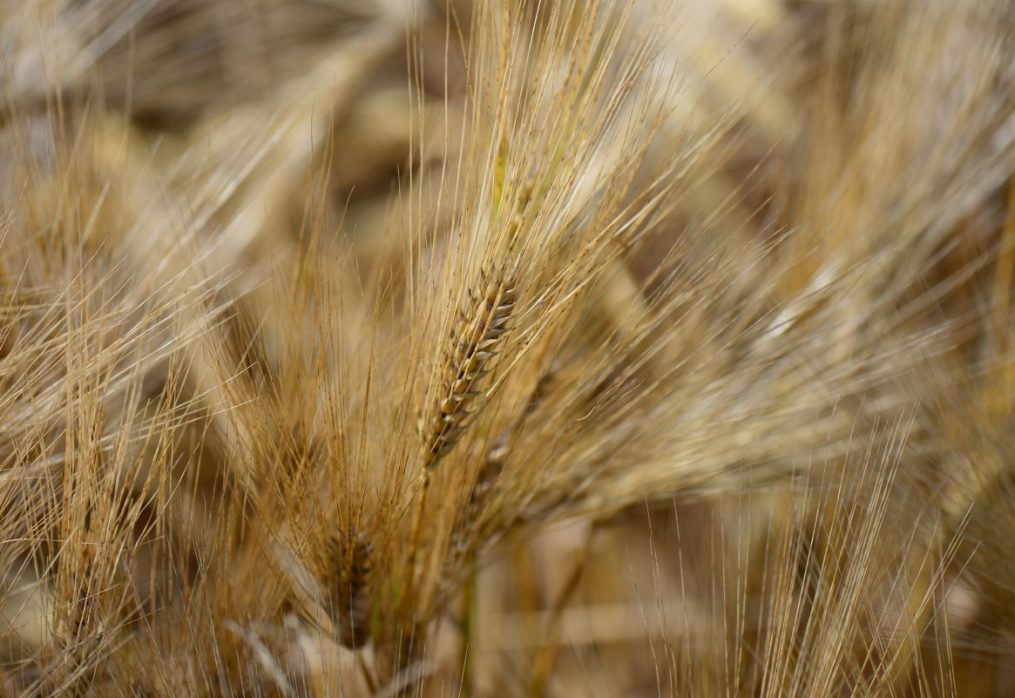 China is buying up new crop barley from France and Canada