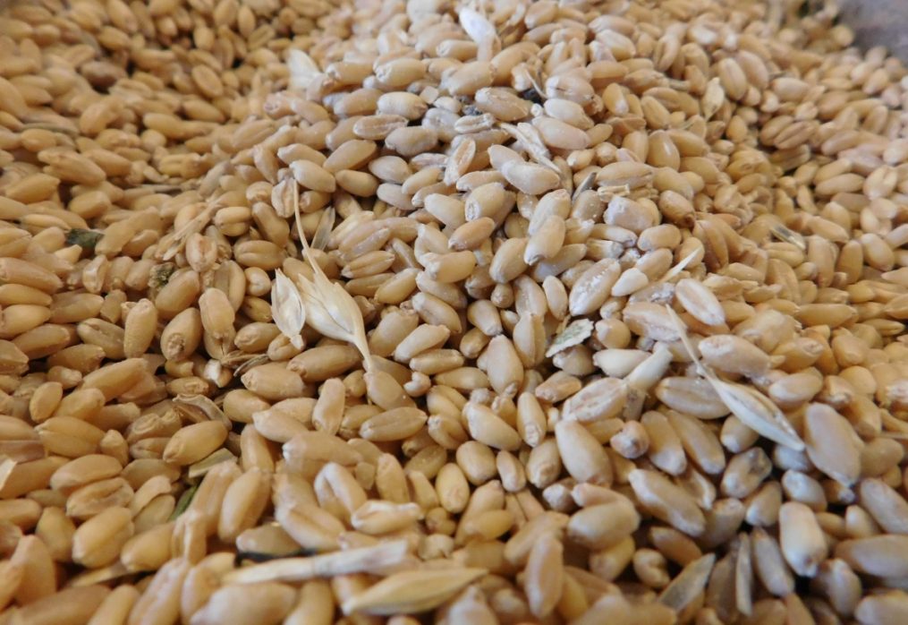 French wheat demonstrates a decrease in demand on the world market