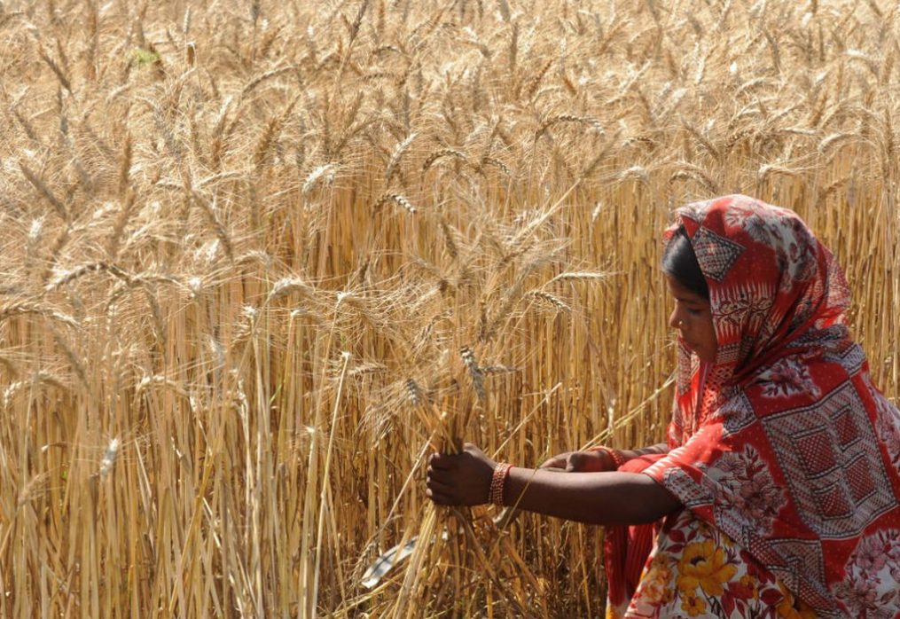 Record wheat harvest expected in India