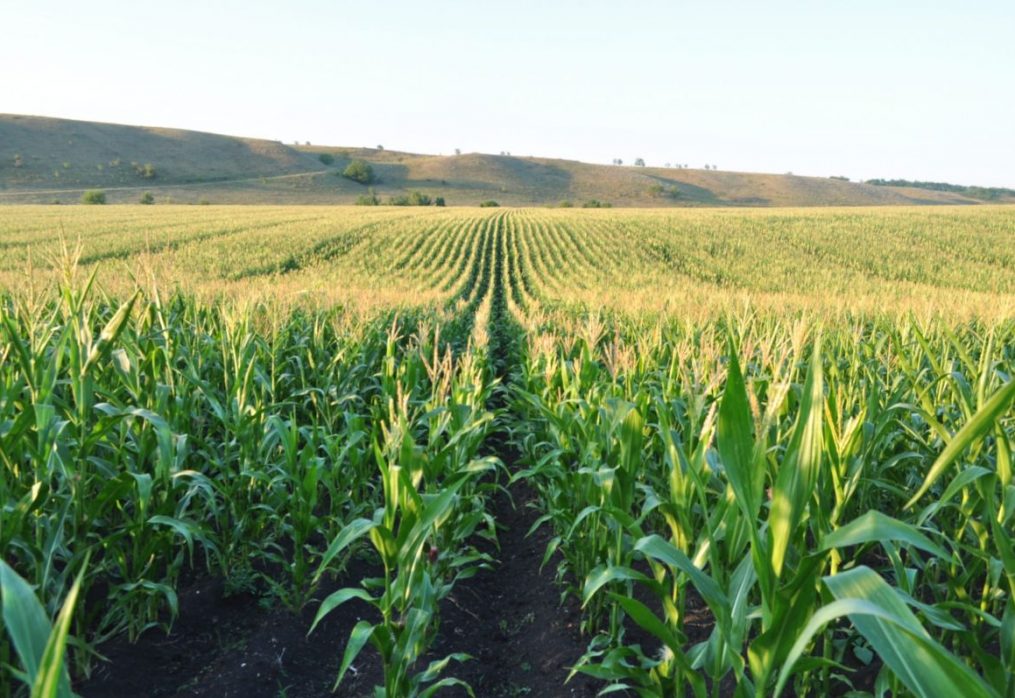 U.S. to increase corn and soybean acreage this season