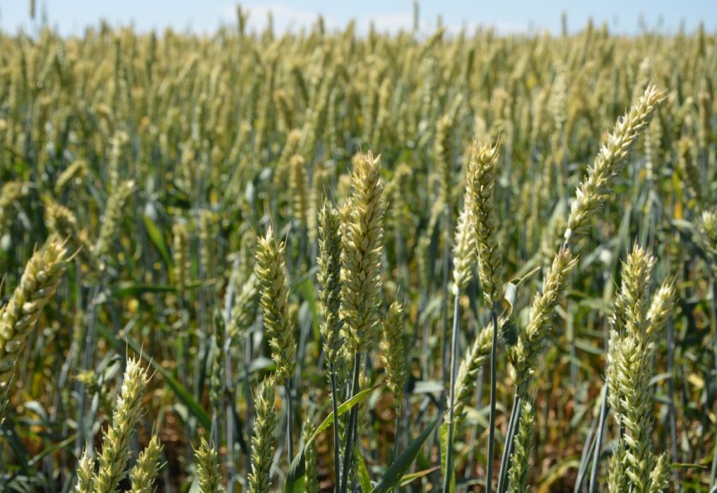 Egyptian wheat market to increase production this year