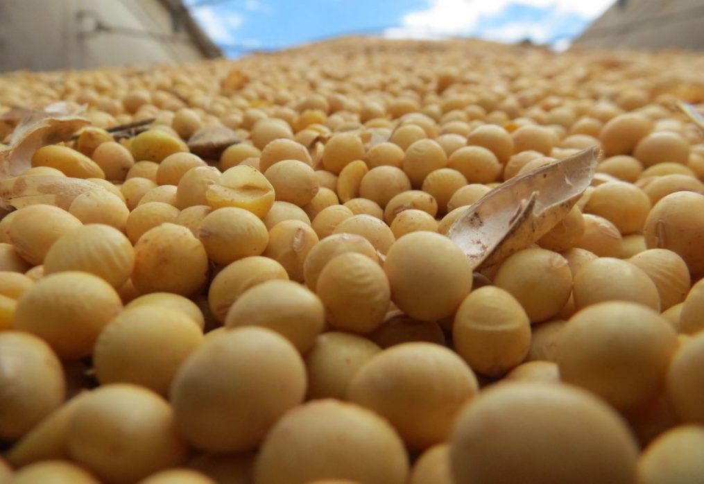 Low margins of soybean processing are observed in the market