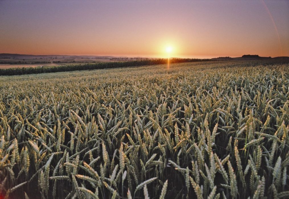 U.S. dominance of the grain market may weaken