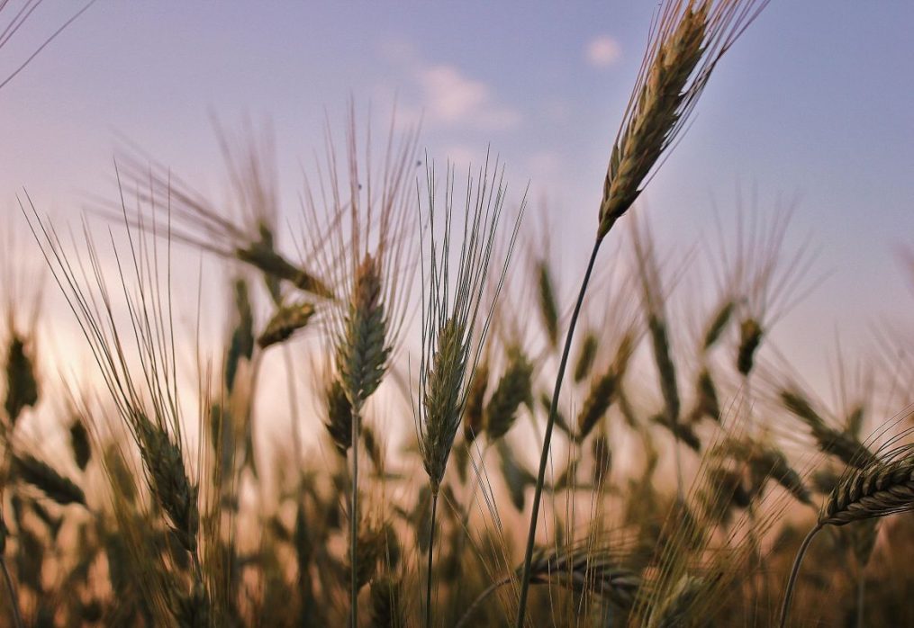 Australian producers expect high wheat harvest