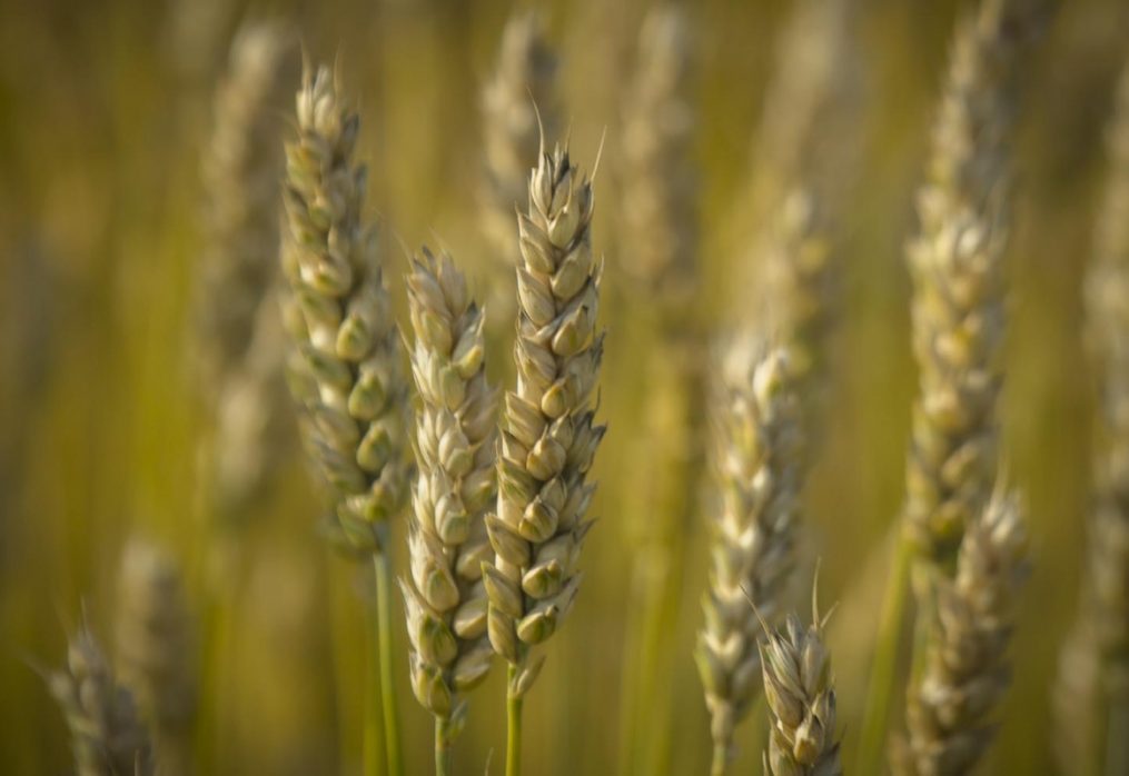 A big harvest of soft wheat is expected in Morocco