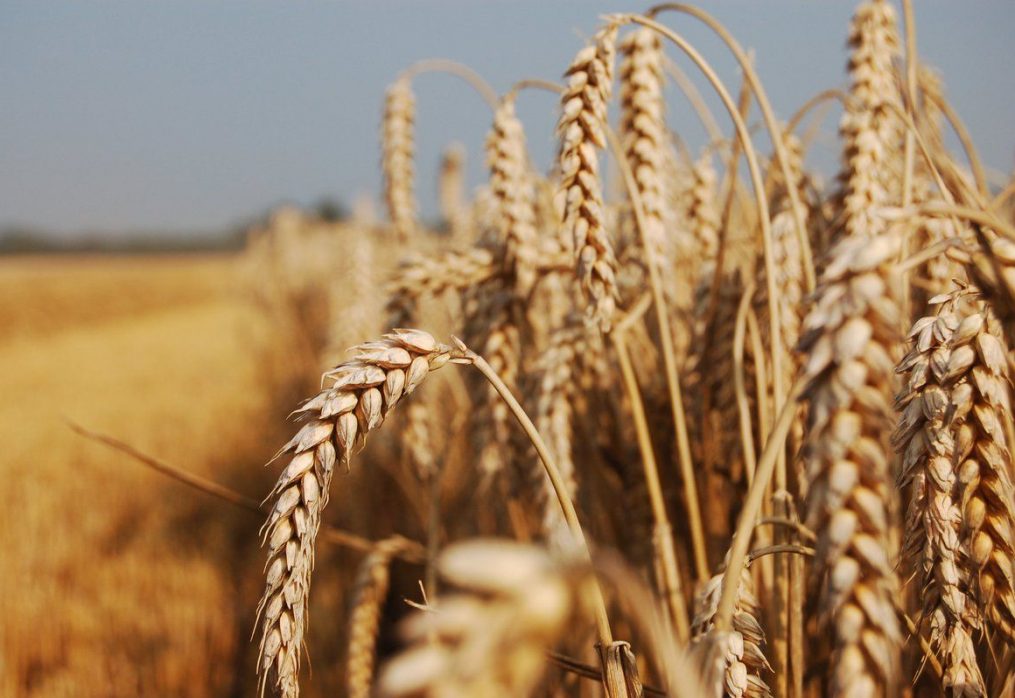 How the grain market will develop in the current marketing year