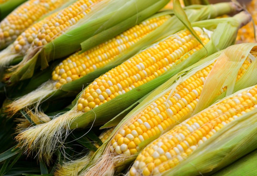 Why U.S. corn is important to China: overview of the domestic market situation