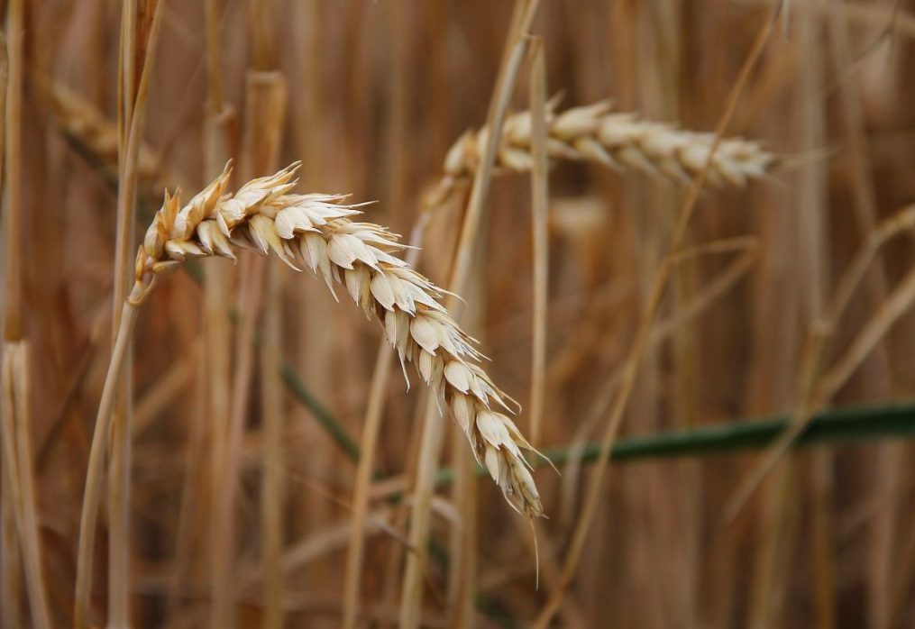 In China, corn feed will continue to be replaced by wheat: market overview