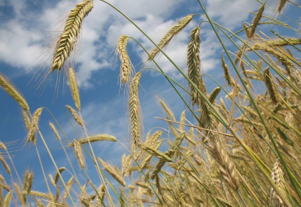 Global wheat prices continue to rise: the reasons