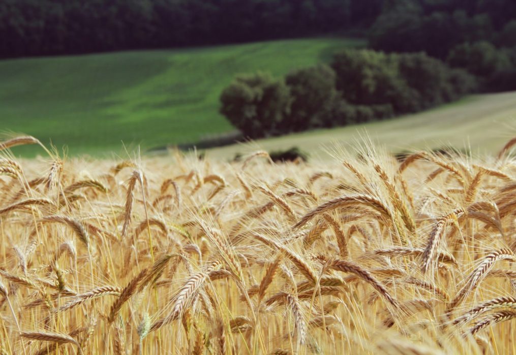 Strategie Grains has made a grain crop forecast for the EU and the UK