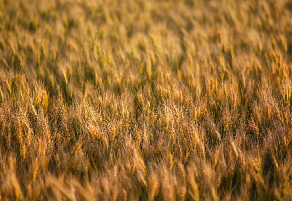 World grain production will reach record levels: forecast