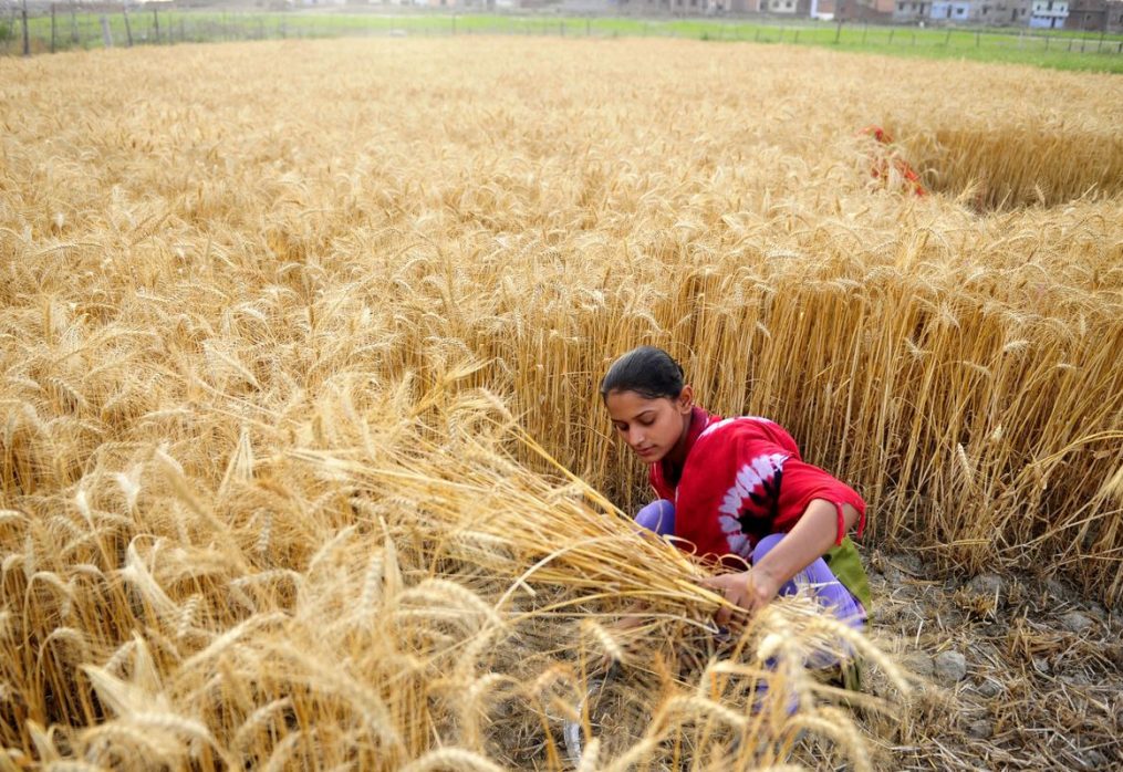 India’s agricultural production reaches record highs