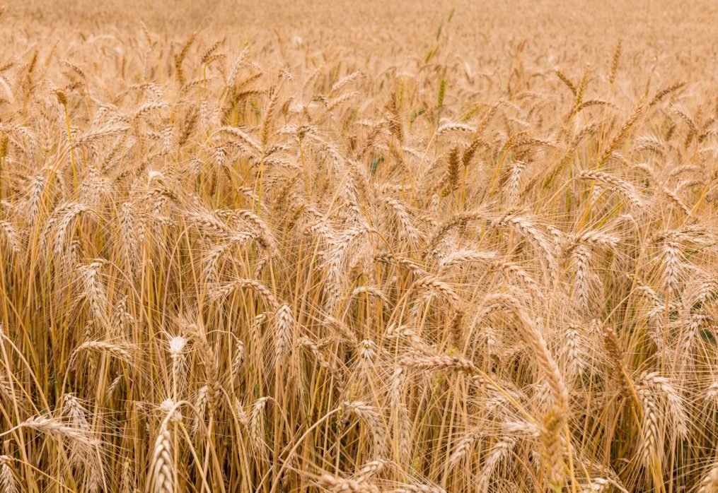 Wheat exports from India may decline by 10%: reasons