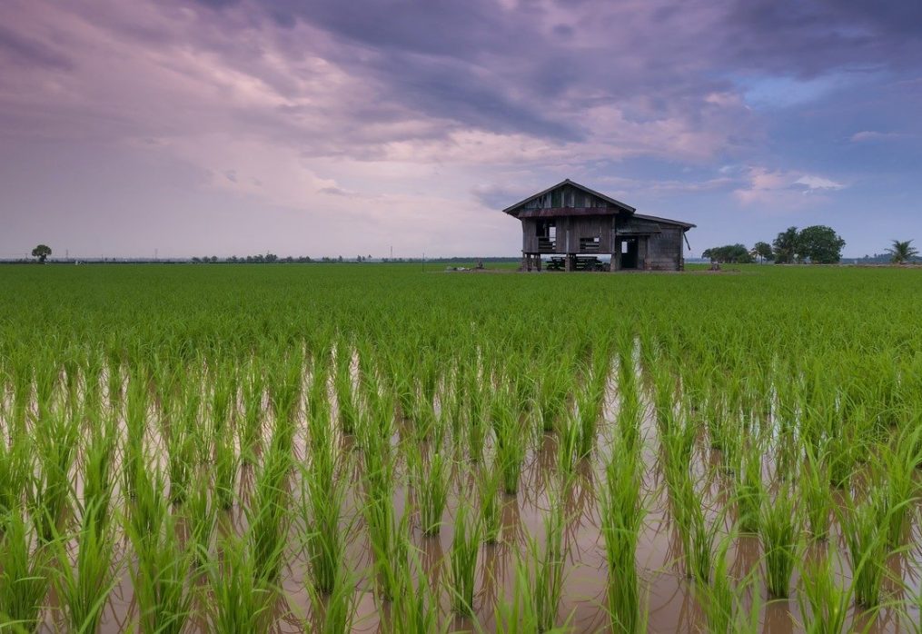 China expects high wheat yield: agricultural market overview