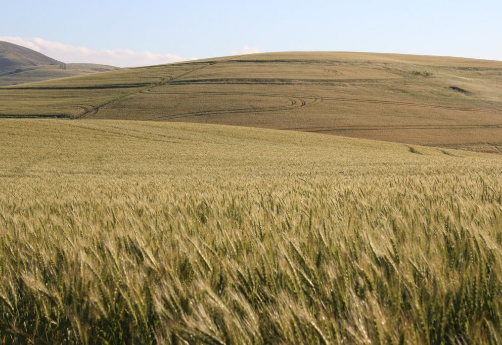 Algeria’s grain harvest will fall by 35-40%