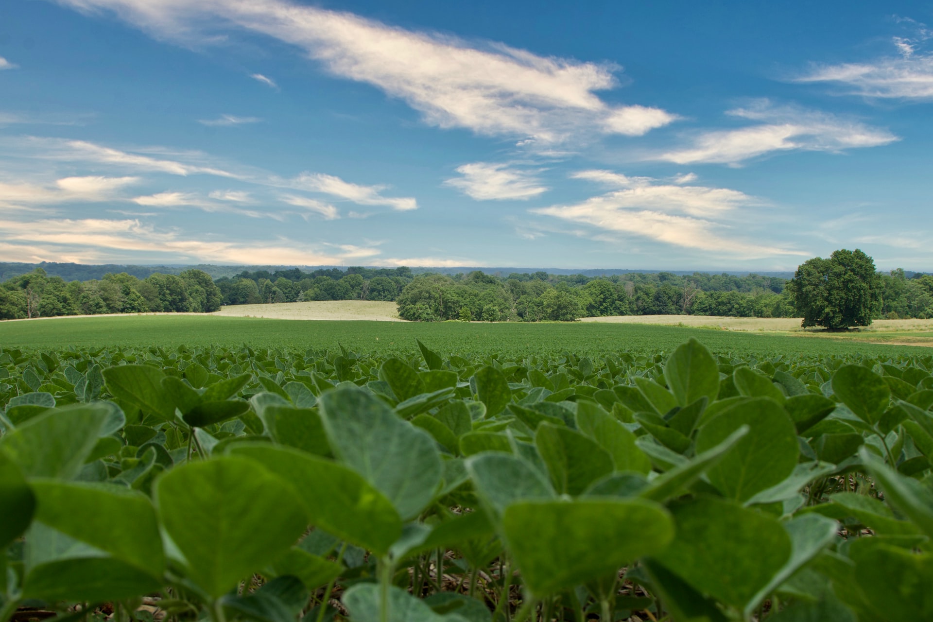 soybean planting