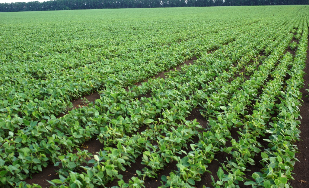 soybeans in Argentina
