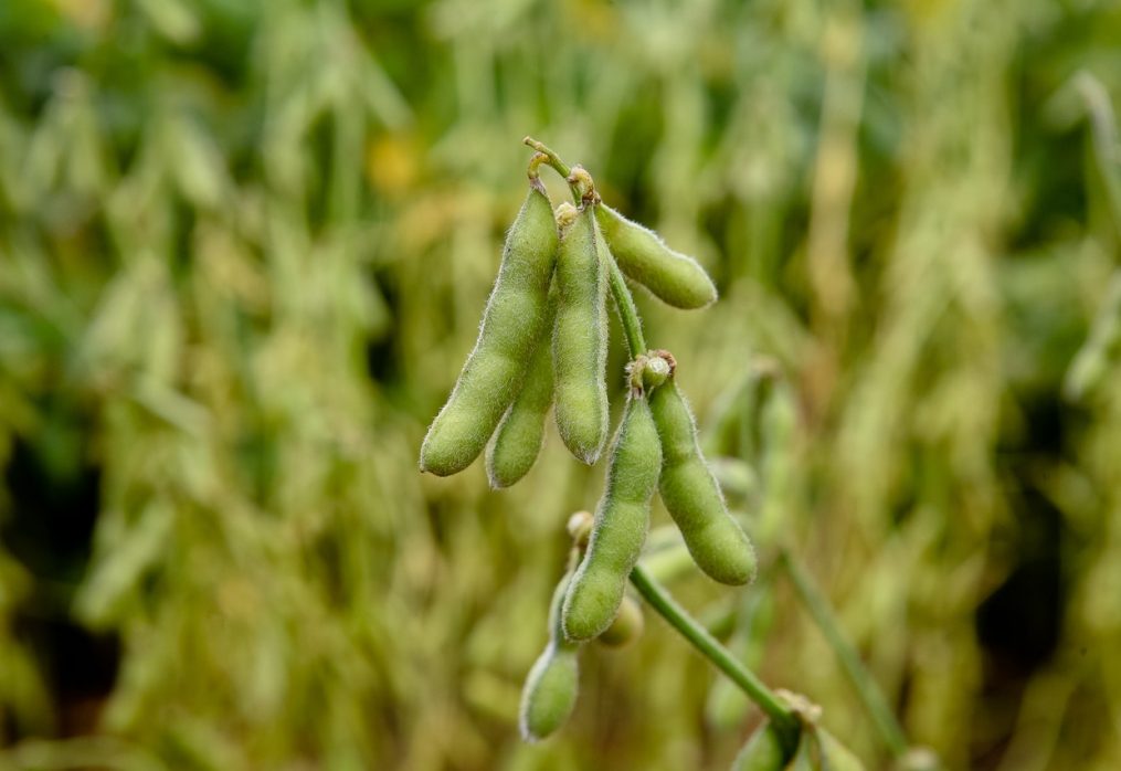 To increase yields, Brazilian farmers will expand soybean crops