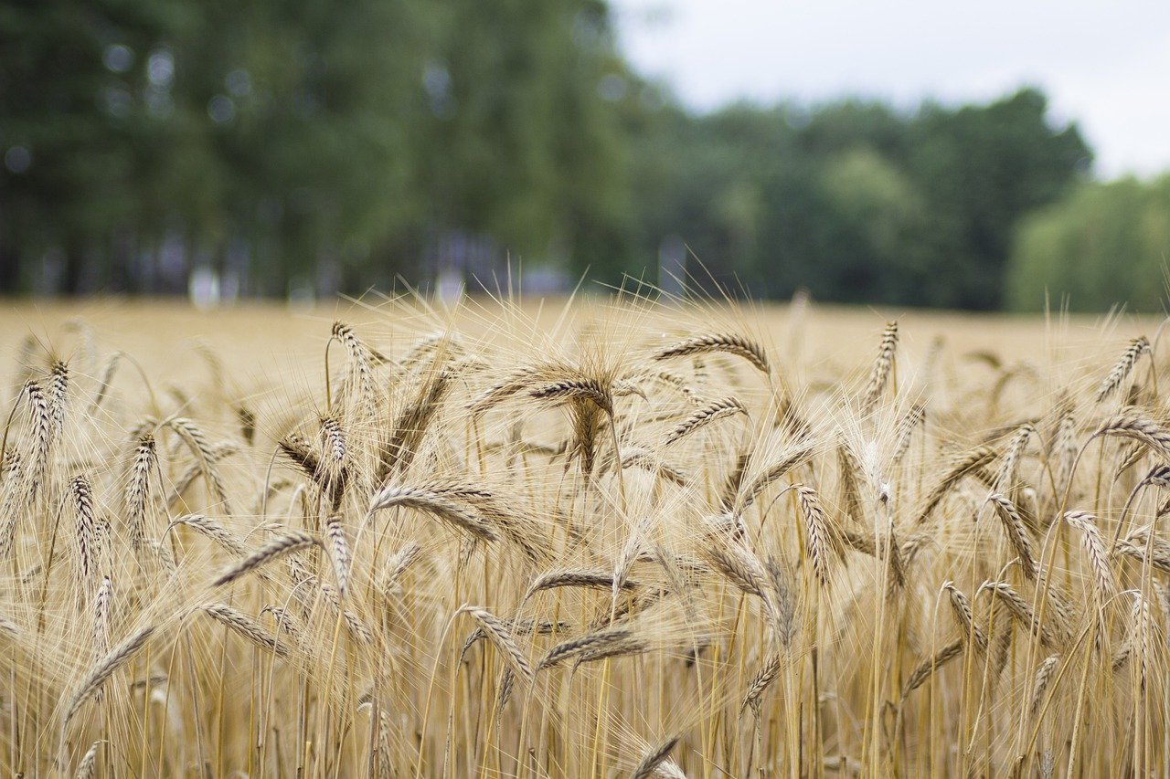 grain prices