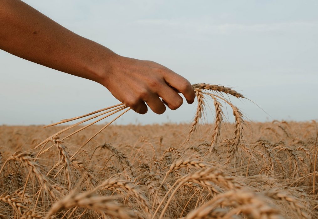 Wheat trade in the current season will exceed the figures of the previous season