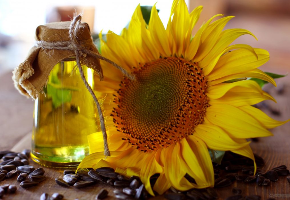 India plans to increase sunflower oil imports this and next season