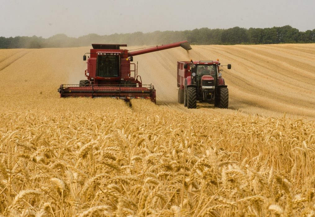 Romania expects a good wheat harvest this season