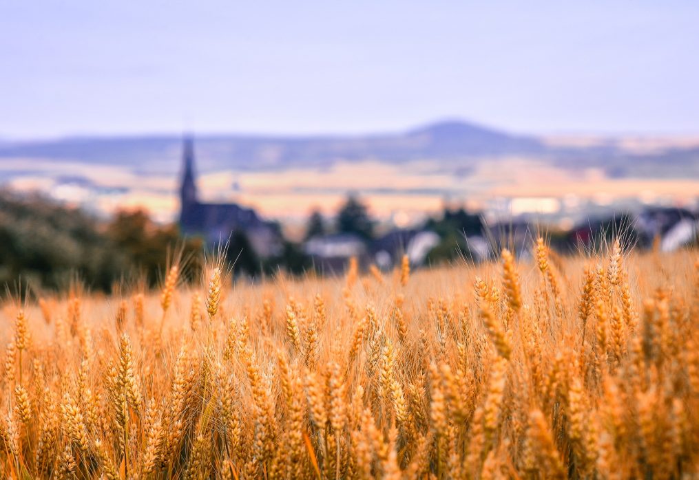 Crop production forecast for Australia and Algeria