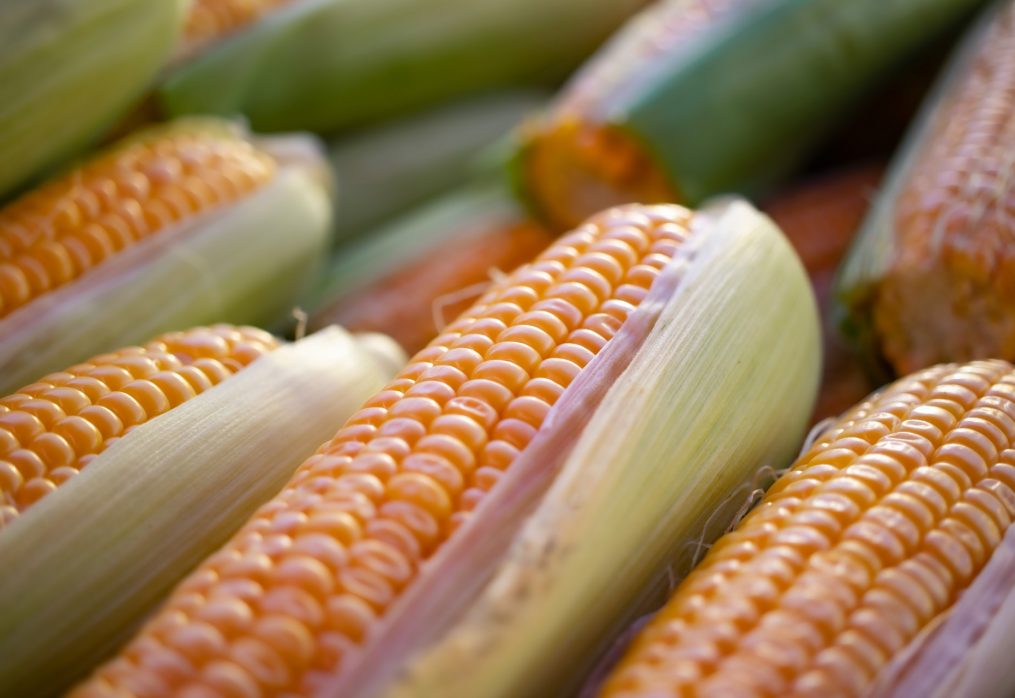 Corn exports in the world will decline: analysts forecast