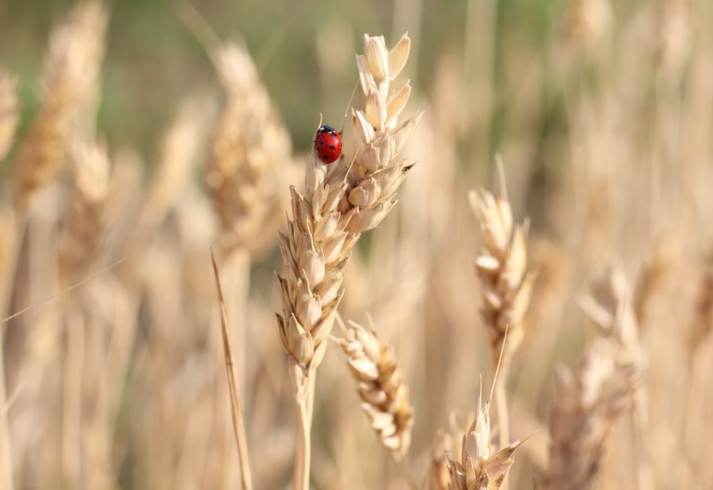 Canadian barley broke sales records due to China’s toughness