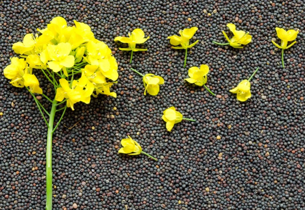 Demand for rapeseed grows on the world market