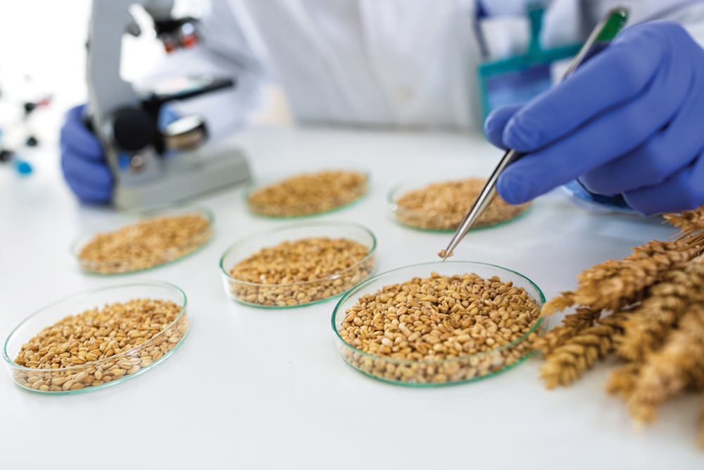 Britain is the first in Europe to test genetically modified wheat