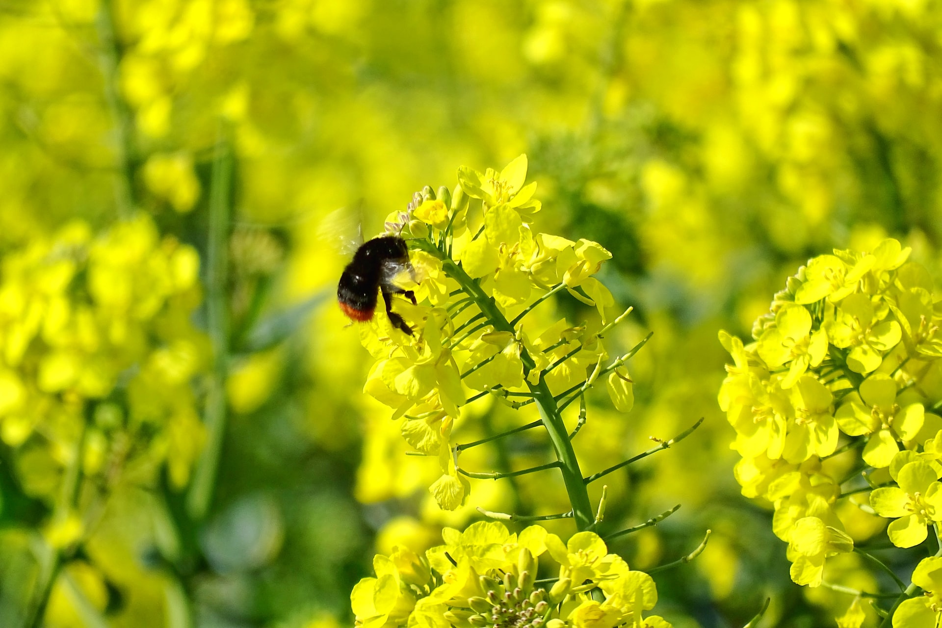 rapeseed-2