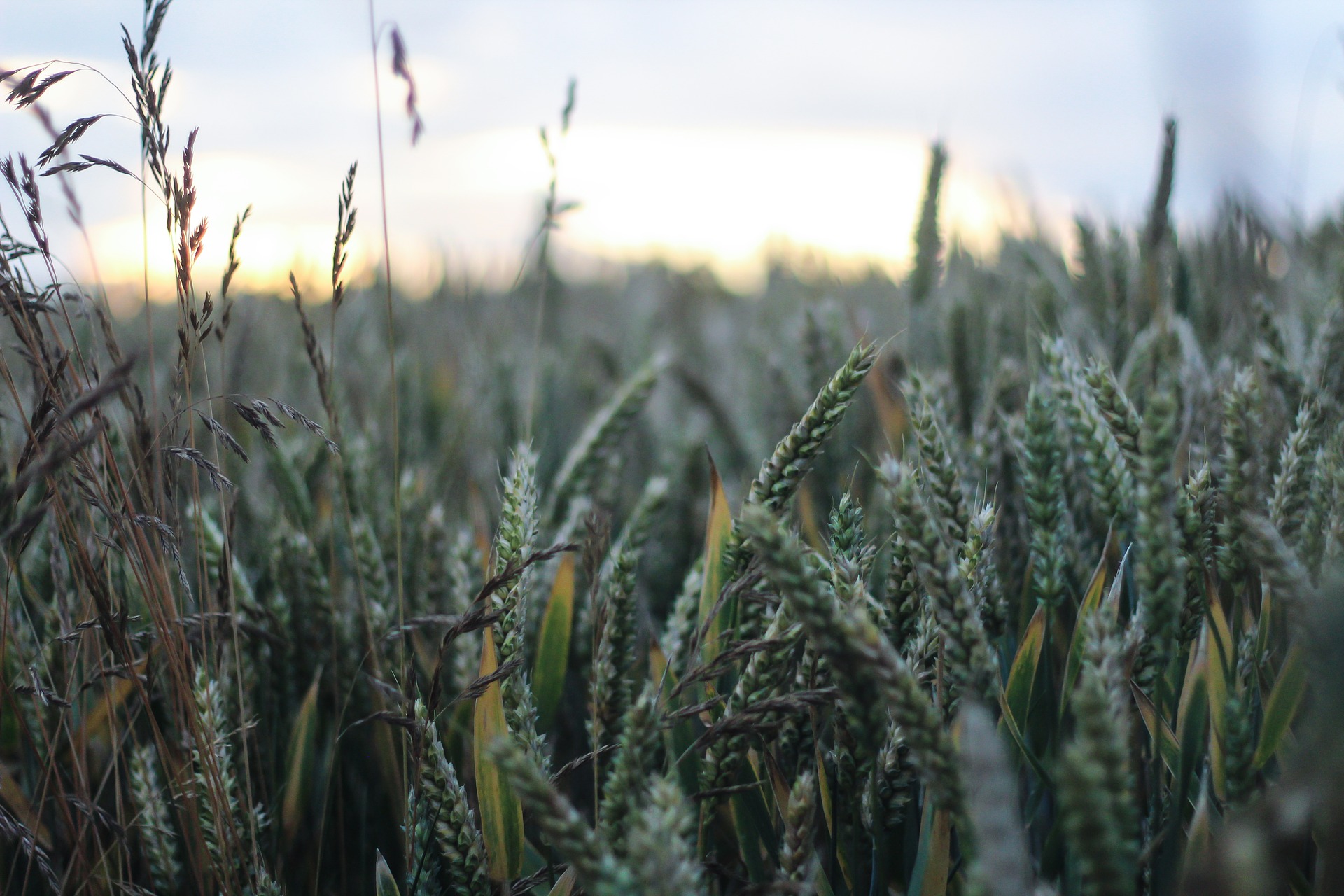 trials of genetically modified wheat