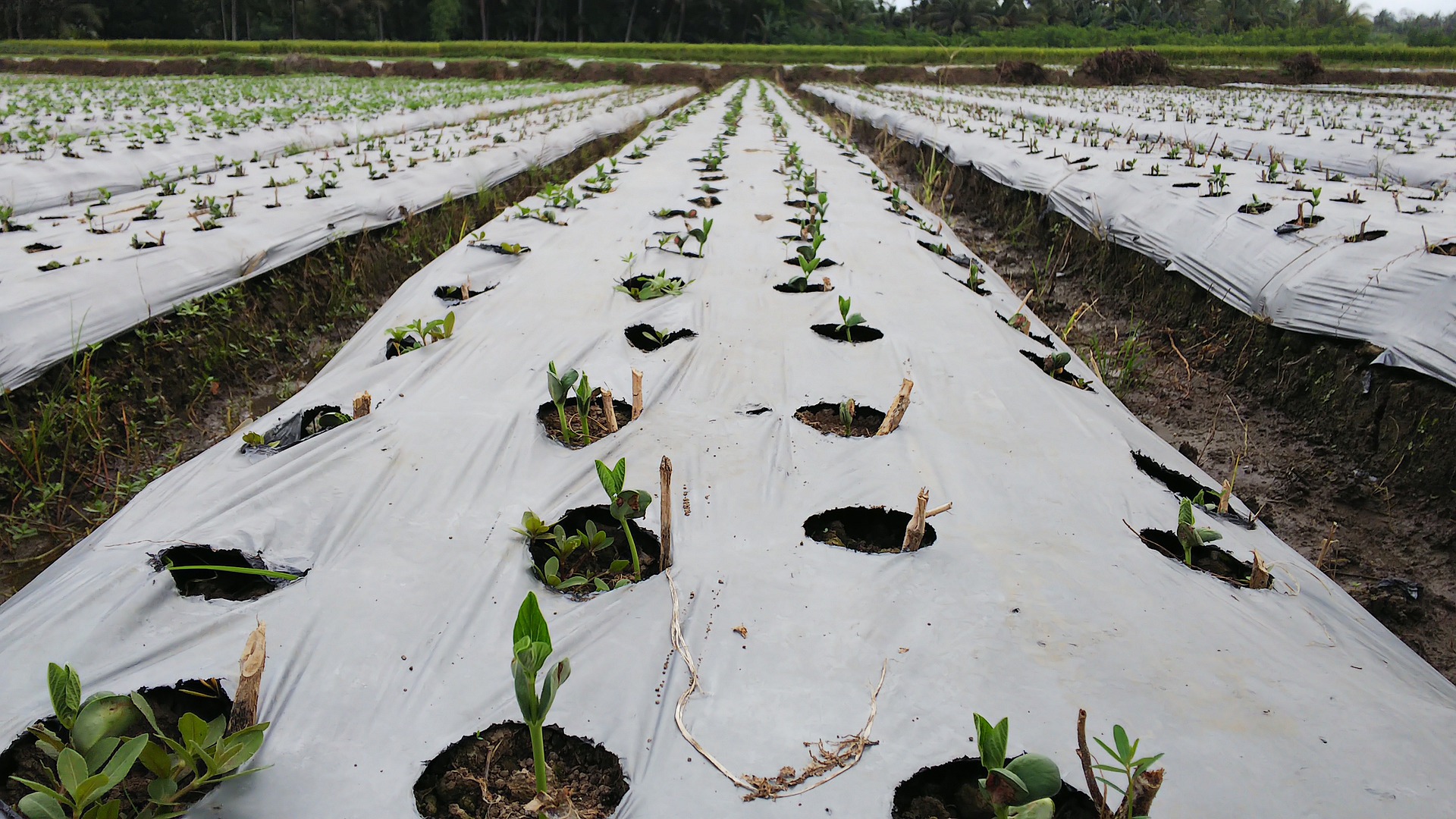 Brazilian farmers are not selling soybeans 