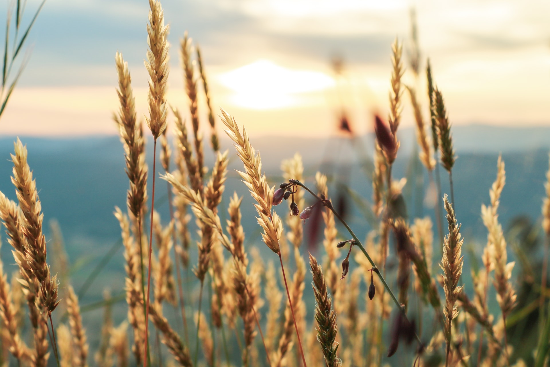 Australia wheat