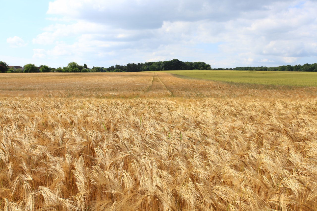 imports of Ukrainian grain to Algeria