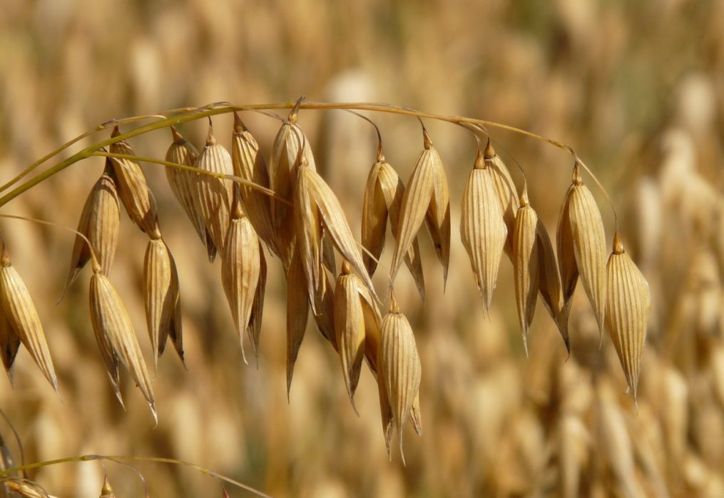 Algeria plans to increase imports of Ukrainian grain