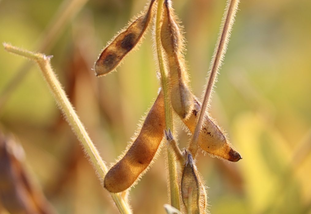 Brazilian farmers are in no hurry to sell soybean stocks