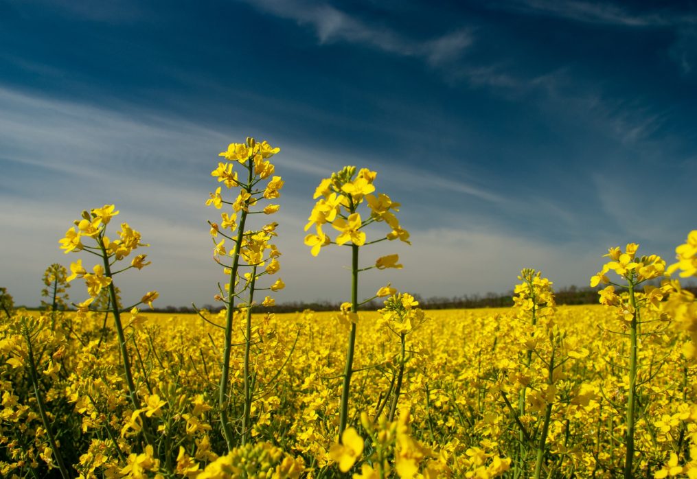 Rapeseed prices continue to break records: market overview