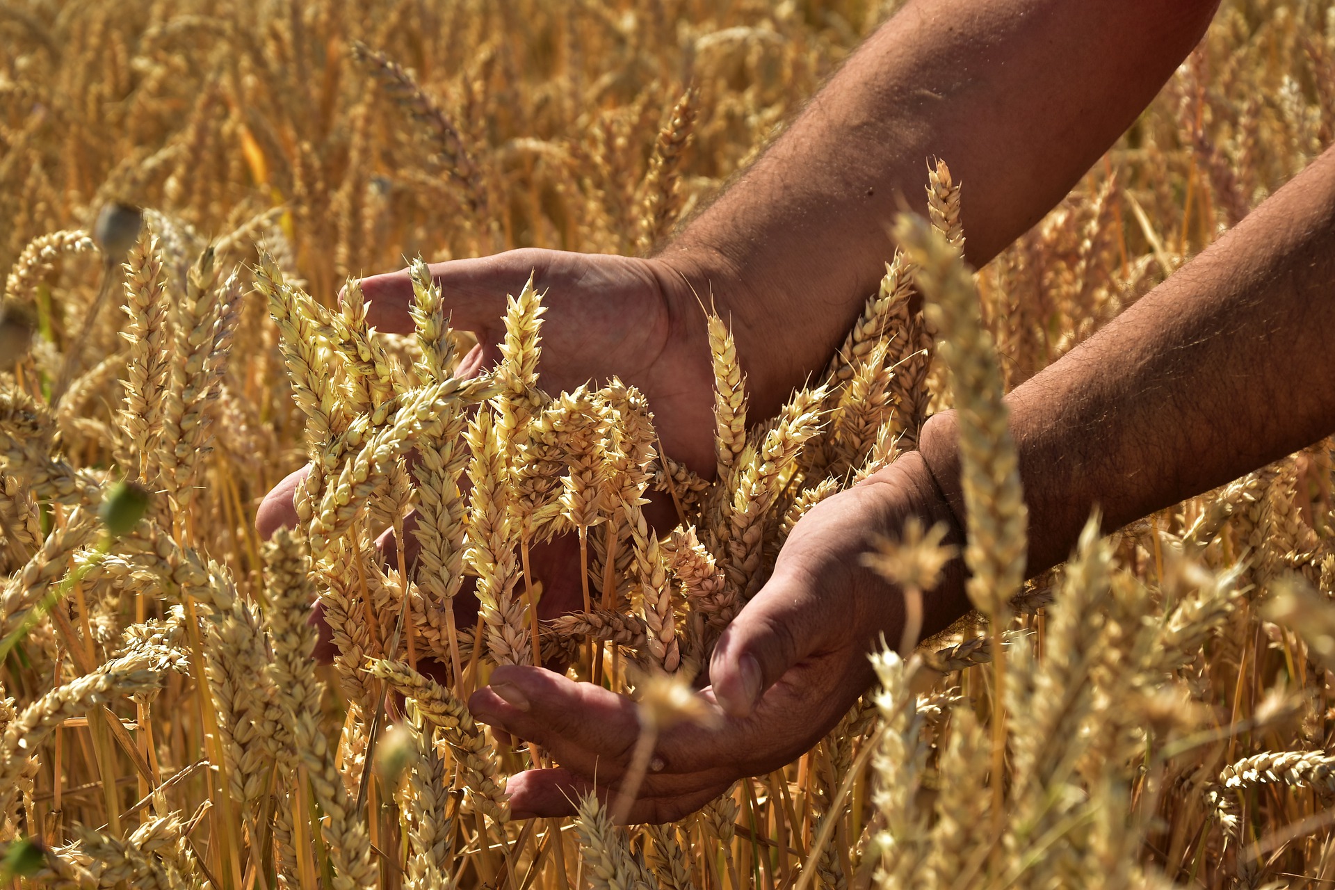 grain harvest in Ukraine 